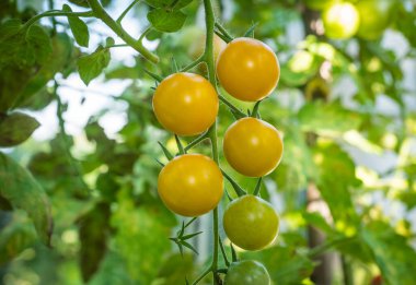 ayrıntı domates meyve sera içinde