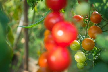 ayrıntı domates meyve sera içinde