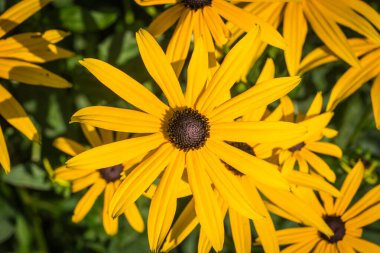 Rudbeckia fulgida bahçede