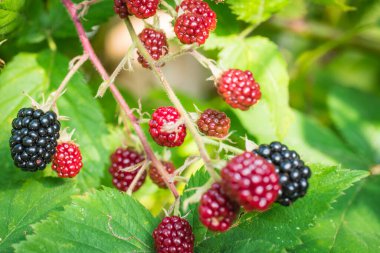 Bahçede iyi böğürtlen