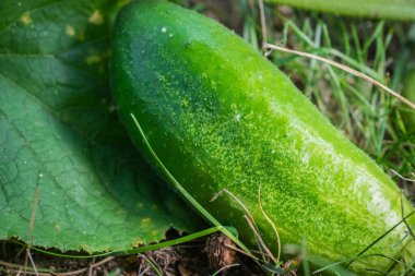 Bahçede salatalık meyvesi