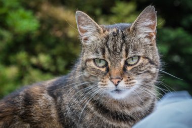 evcil kedi bahçede.