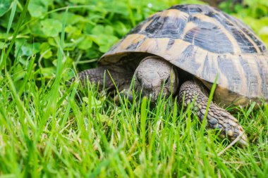 Eastern Hermann's tortoise, European terrestrial turtle, Testudo hermanni boettgeri, turtle on the lawn in nature