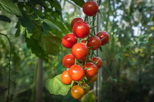 Tomatenfrüchte Gewächshaus — Stockfoto