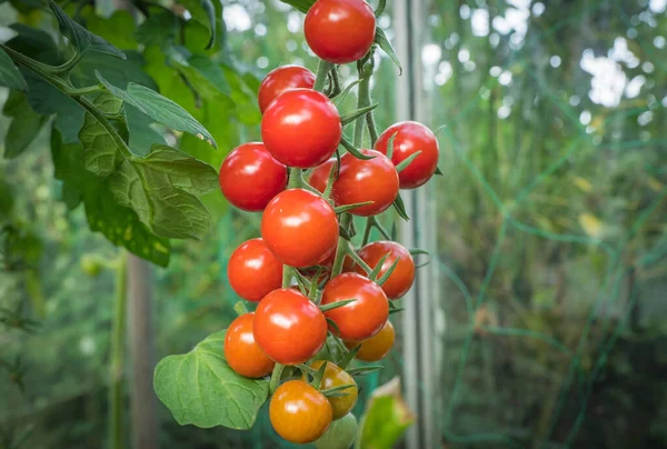 Tomatenfrüchte Gewächshaus — Stockfoto