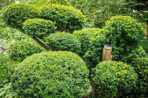 Cortar Arbustos Las Nubes Jardín Japonés — Foto de Stock