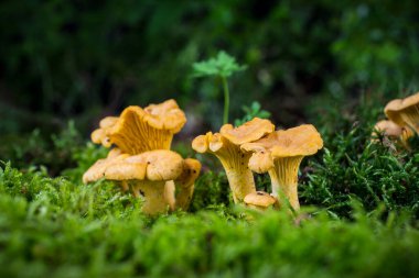 Cantharellus cibarius mantarı ormandaki yosunlarda