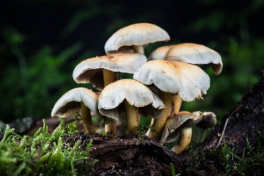 Cantharellus cibarius mantarı ormandaki yosunlarda