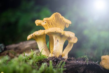 Cantharellus cibarius mantarı ormandaki yosunlarda
