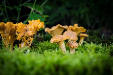 Cantharellus cibarius mantarı ormandaki yosunlarda