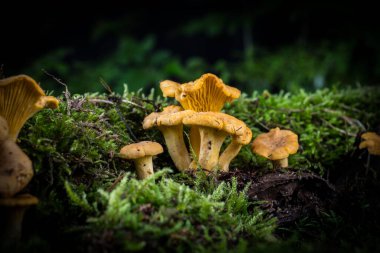 Cantharellus cibarius mantarı ormandaki yosunlarda