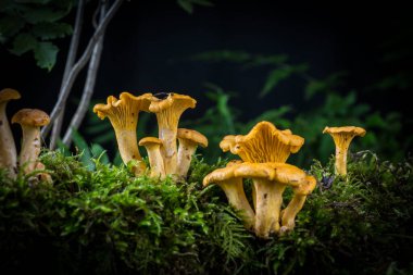 Cantharellus cibarius mantarı ormandaki yosunlarda