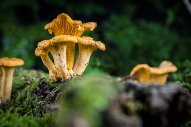 Cantharellus cibarius mantarı ormandaki yosunlarda