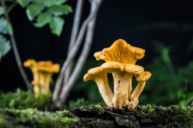 Cantharellus cibarius mantarı ormandaki yosunlarda