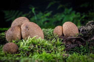 Ormandaki yosunlarda mantar