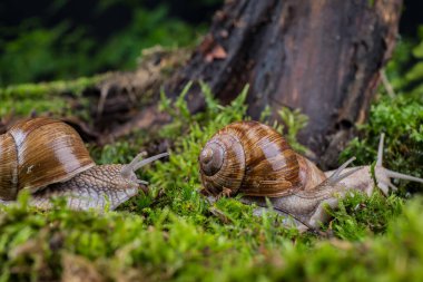 Ormanda yosun üstünde bahçe salyangozu