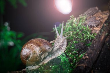 Ormanda yosun üstünde bahçe salyangozu