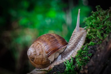 Ormanda yosun üstünde bahçe salyangozu