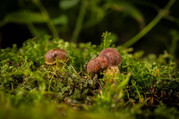 Champignon Dans Mousse Dans Forêt — Photo