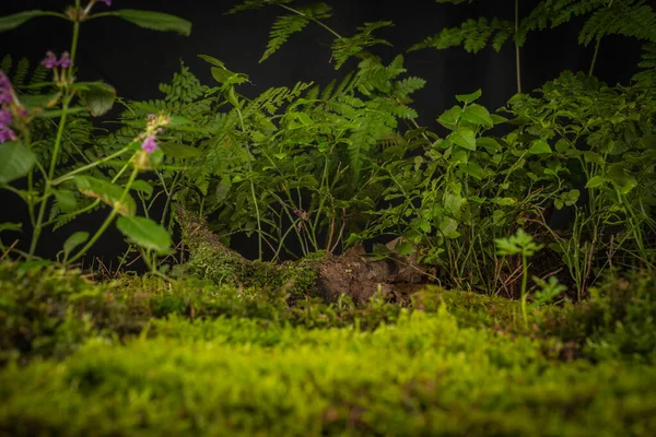 Cantharellus Cibarius Mantarı Ormandaki Yosunlarda — Stok fotoğraf