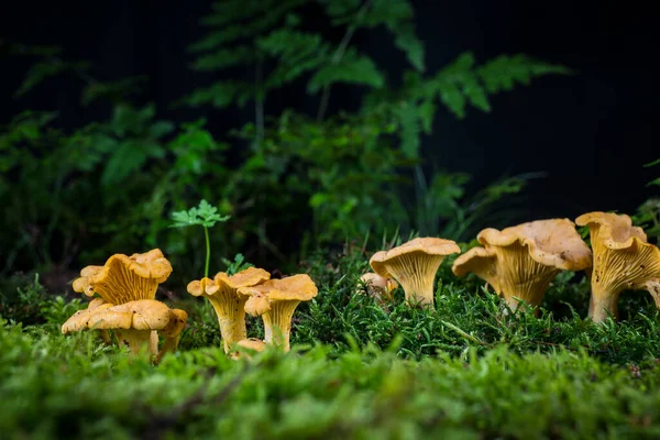 Mushroom Cantharellus Cibarius Moss Forest — Stock Photo, Image