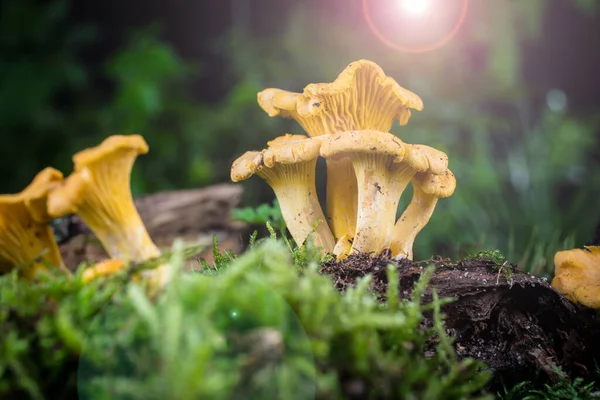 Mushroom Cantharellus Cibarius Moss Forest — Stock Photo, Image