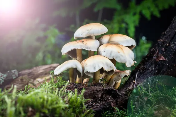 Mushroom Moss Forest — Stock Photo, Image