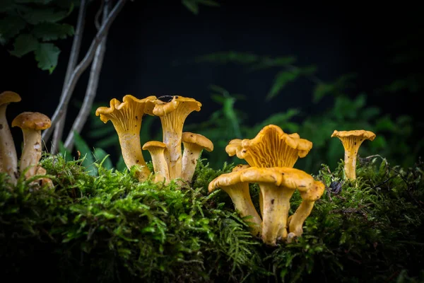 在森林的苔藓中 蘑菇Cantharellus Cibarius — 图库照片