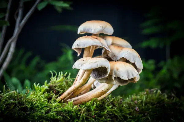 Cogumelo Musgo Floresta — Fotografia de Stock