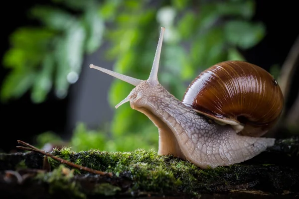 在森林里的苔藓上的花园蜗牛 — 图库照片