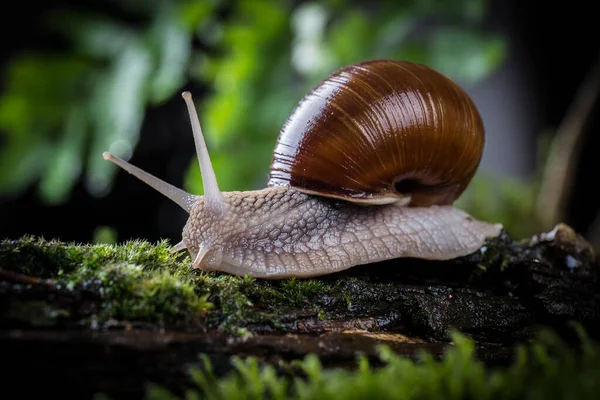Garden Snail Moss Forest — Stock Photo, Image