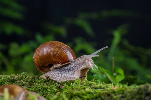 Garden Snail Moss Forest — Stock Photo, Image