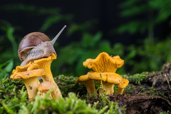 Garden Snail Moss Forest Mushroom — Stock Photo, Image