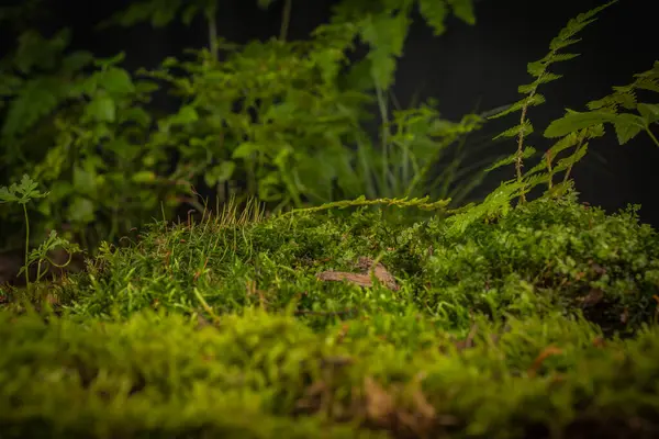 在森林的苔藓中 蘑菇Cantharellus Cibarius 免版税图库照片