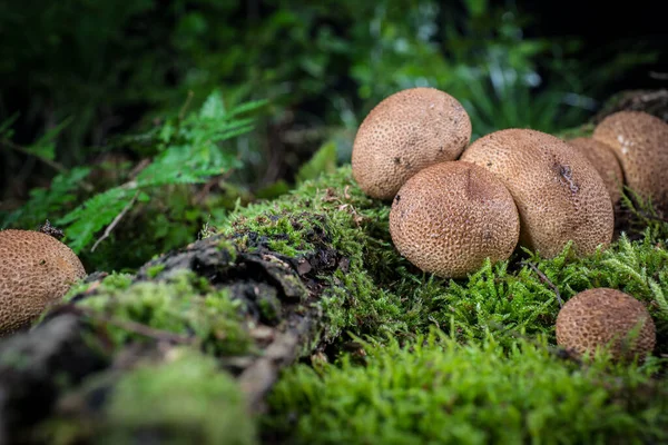 森林中苔藓中的蘑菇 免版税图库照片
