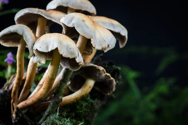 森林中苔藓中的蘑菇 — 图库照片