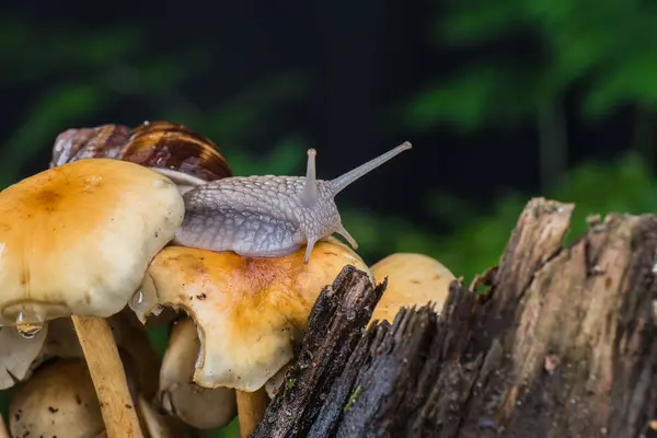 Ślimak Ogrodowy Mchu Lesie Grzybami — Zdjęcie stockowe