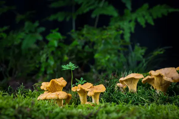 在森林的苔藓中 蘑菇Cantharellus Cibarius 免版税图库照片