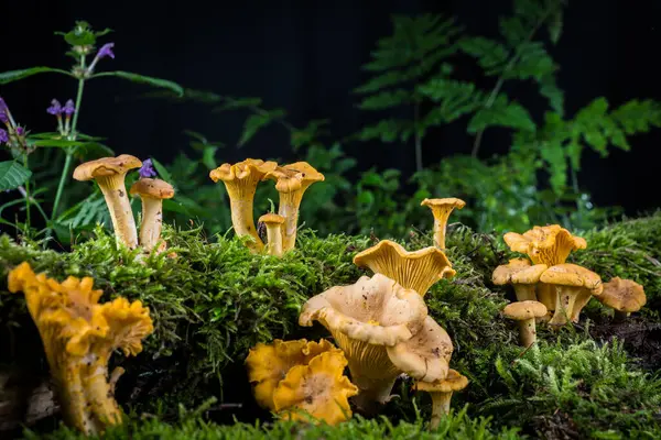在森林的苔藓中 蘑菇Cantharellus Cibarius 图库照片