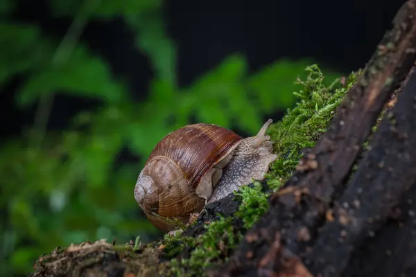 在森林里的苔藓上的花园蜗牛 免版税图库照片