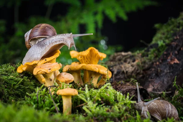 带有蘑菇的森林中的苔藓上的花园蜗牛 免版税图库图片