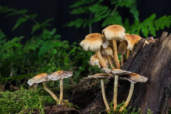 带有蘑菇的森林中的苔藓上的花园蜗牛 图库图片