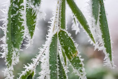 Kışın bambular, güzel donmuş yapraklar. Phylostachys parvifolia