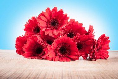 Sevgililer Günü için güzel kırmızı Gerberalar