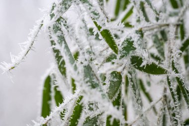 Kışın bambular, güzel donmuş yapraklar. Phylostachys parvifolia