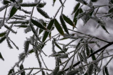 bamboos in winter, beautifully frozen leaves. Phyllostachys parvifolia clipart