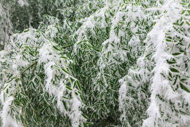 bamboos in winter, beautifully frozen leaves. Phyllostachys parvifolia clipart