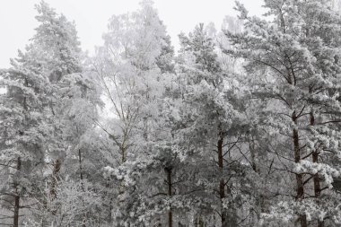 Orman örtüsü, kışın donan ağaçlar.