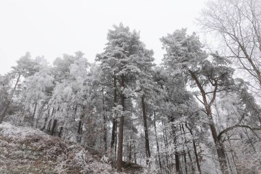 forest cover, trees beautifully frozen in winter clipart