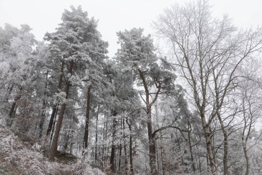 Orman örtüsü, kışın donan ağaçlar.